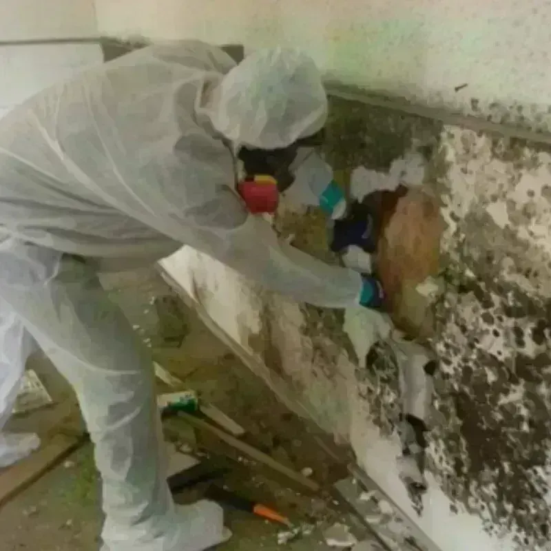 Mold Remediation and Removal in Tecumseh, OK